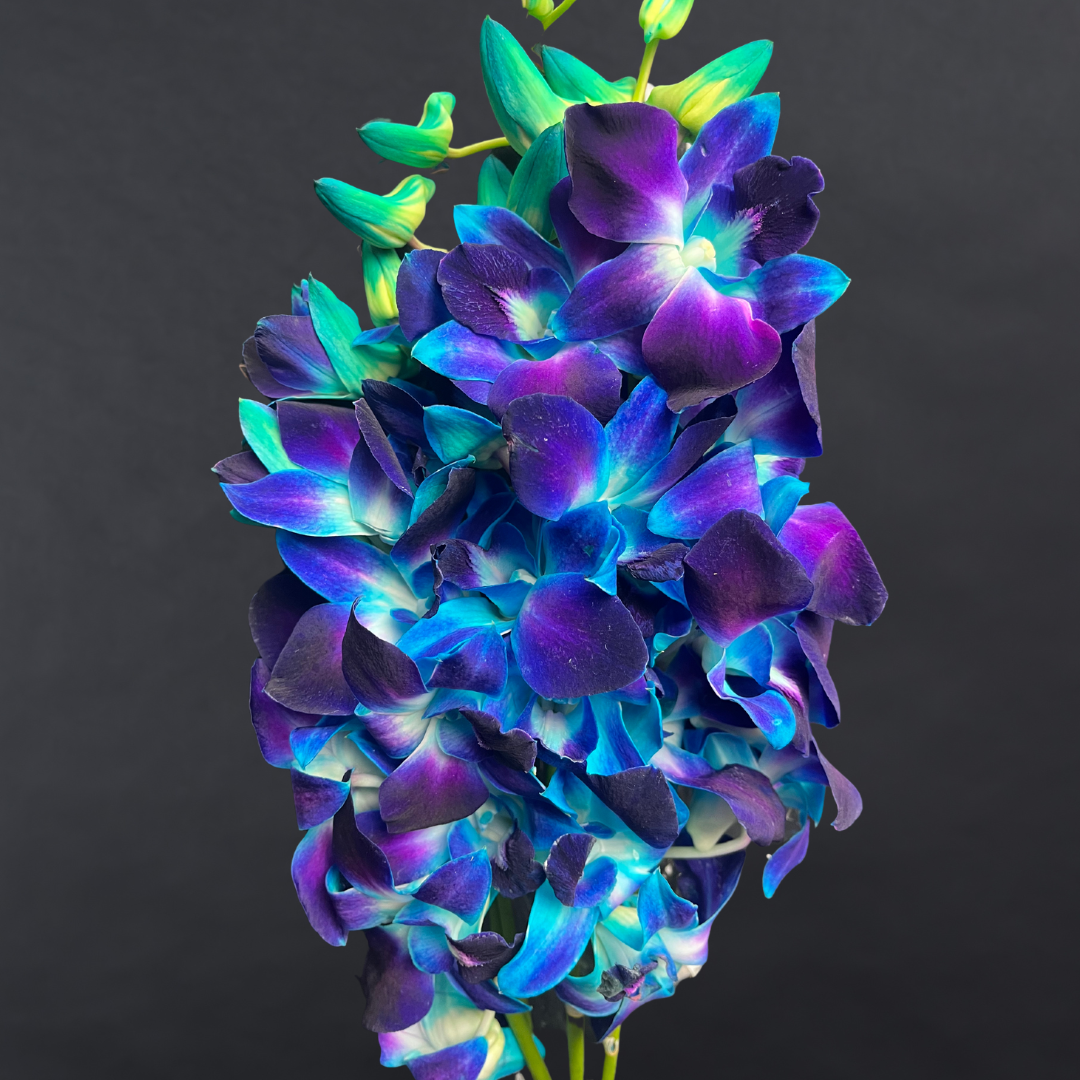 Singapore Orchids Flower Shed