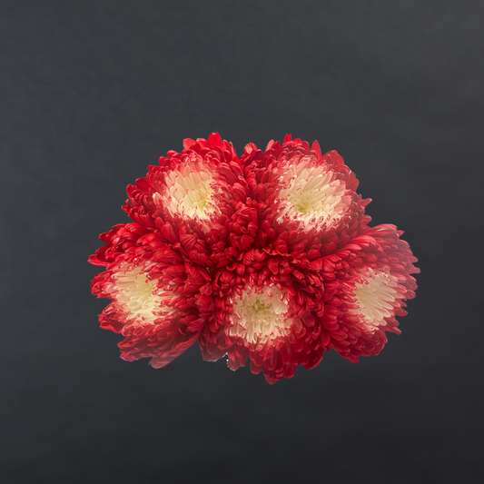 Chrysanthemum Disbuds Dyed