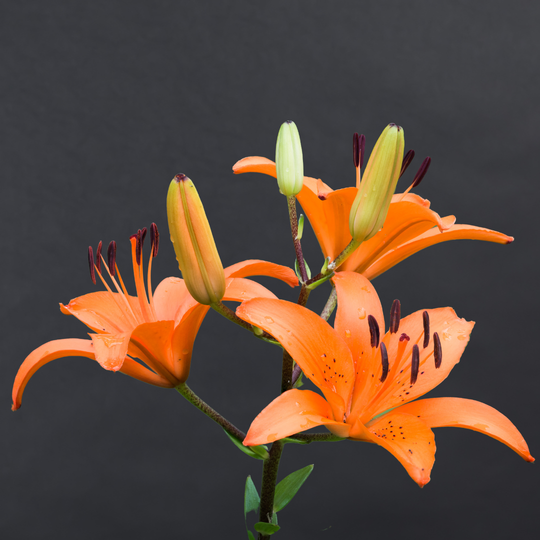 Asiatic lily
