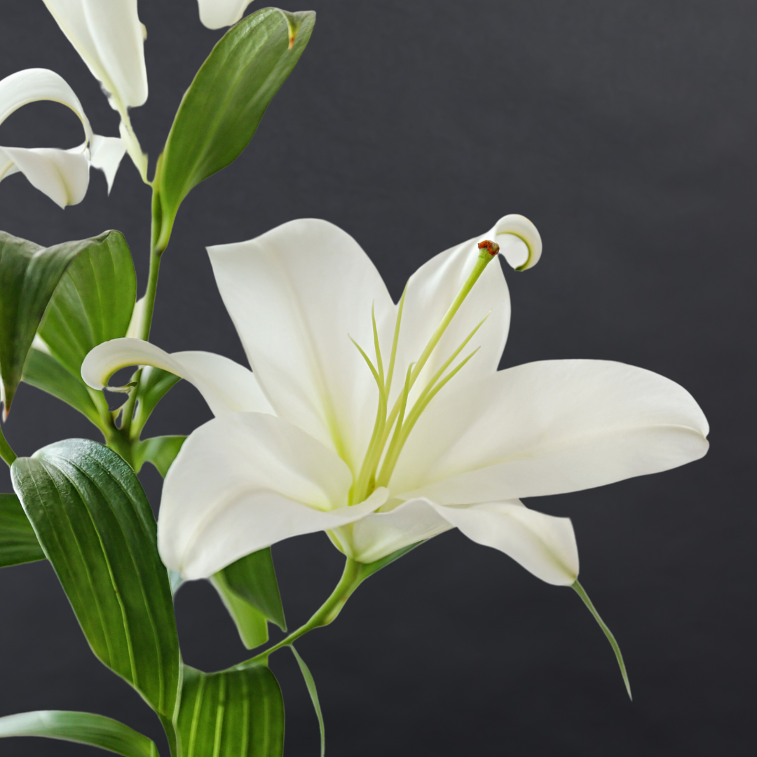 Oriental Lilies (Fragrance) – Flower Shed