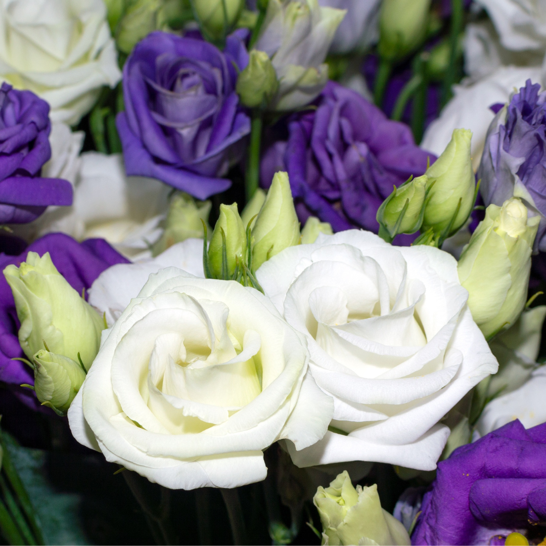 Lisianthus