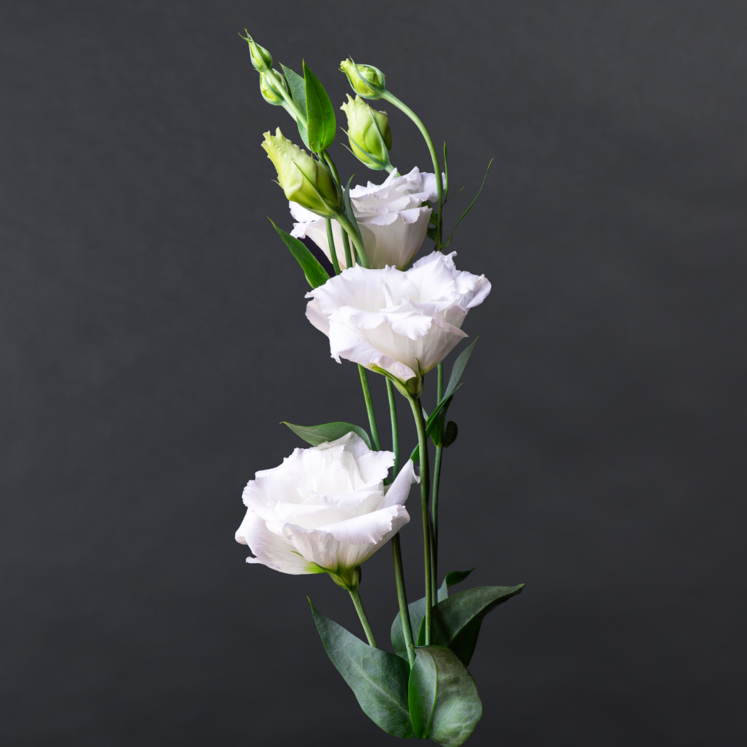 Lisianthus