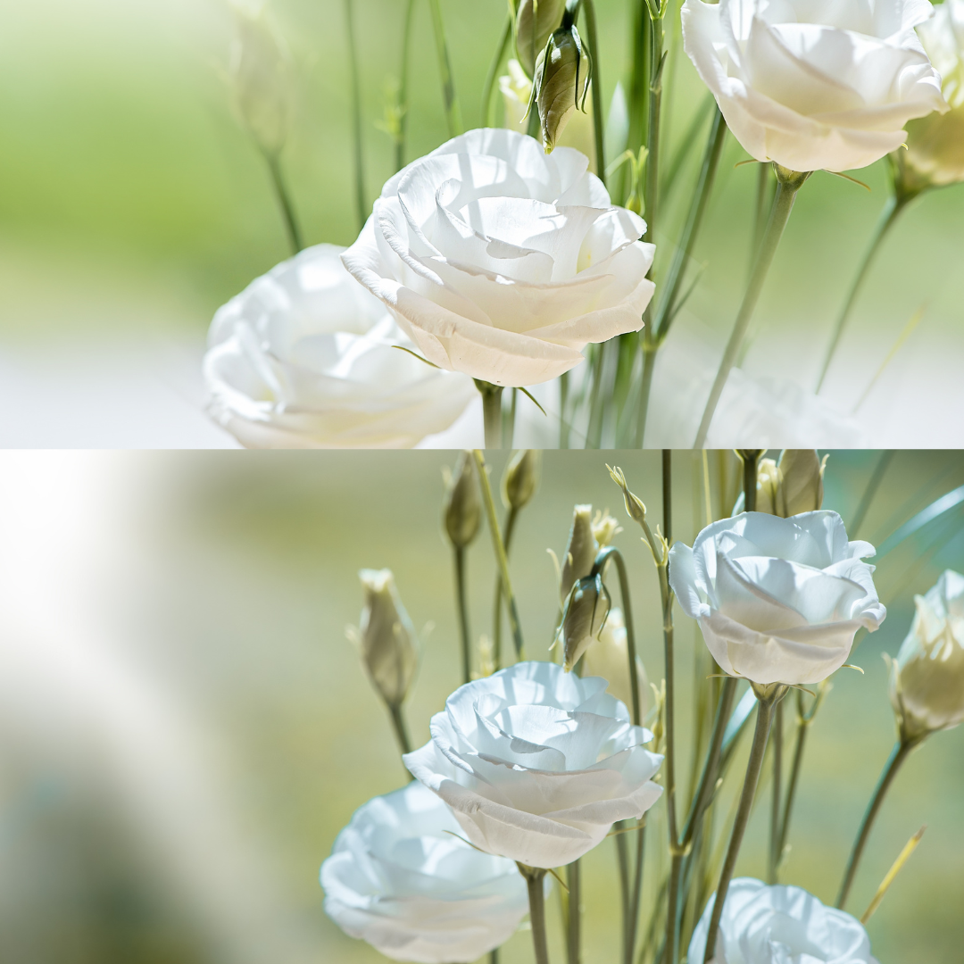 Lisianthus