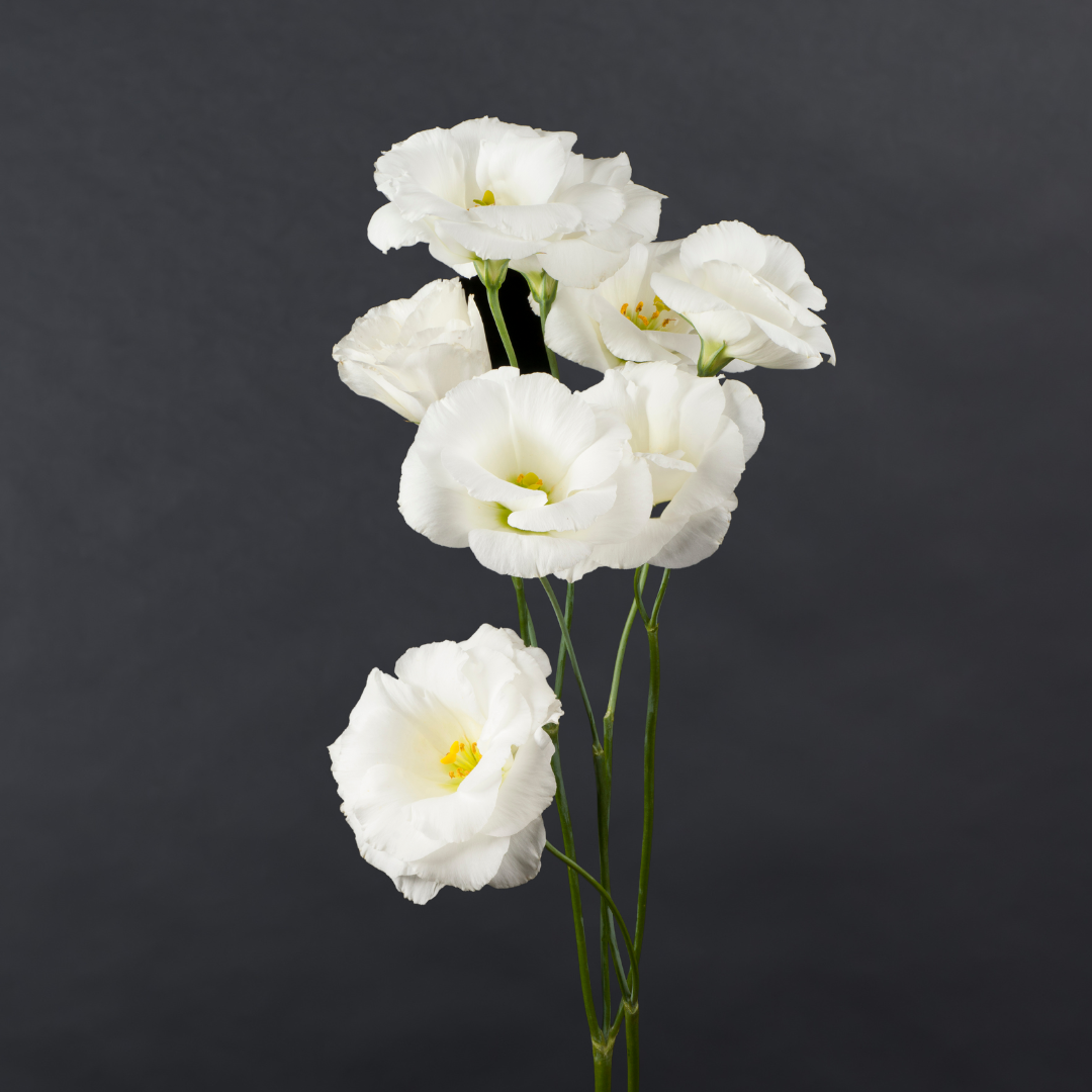 Lisianthus