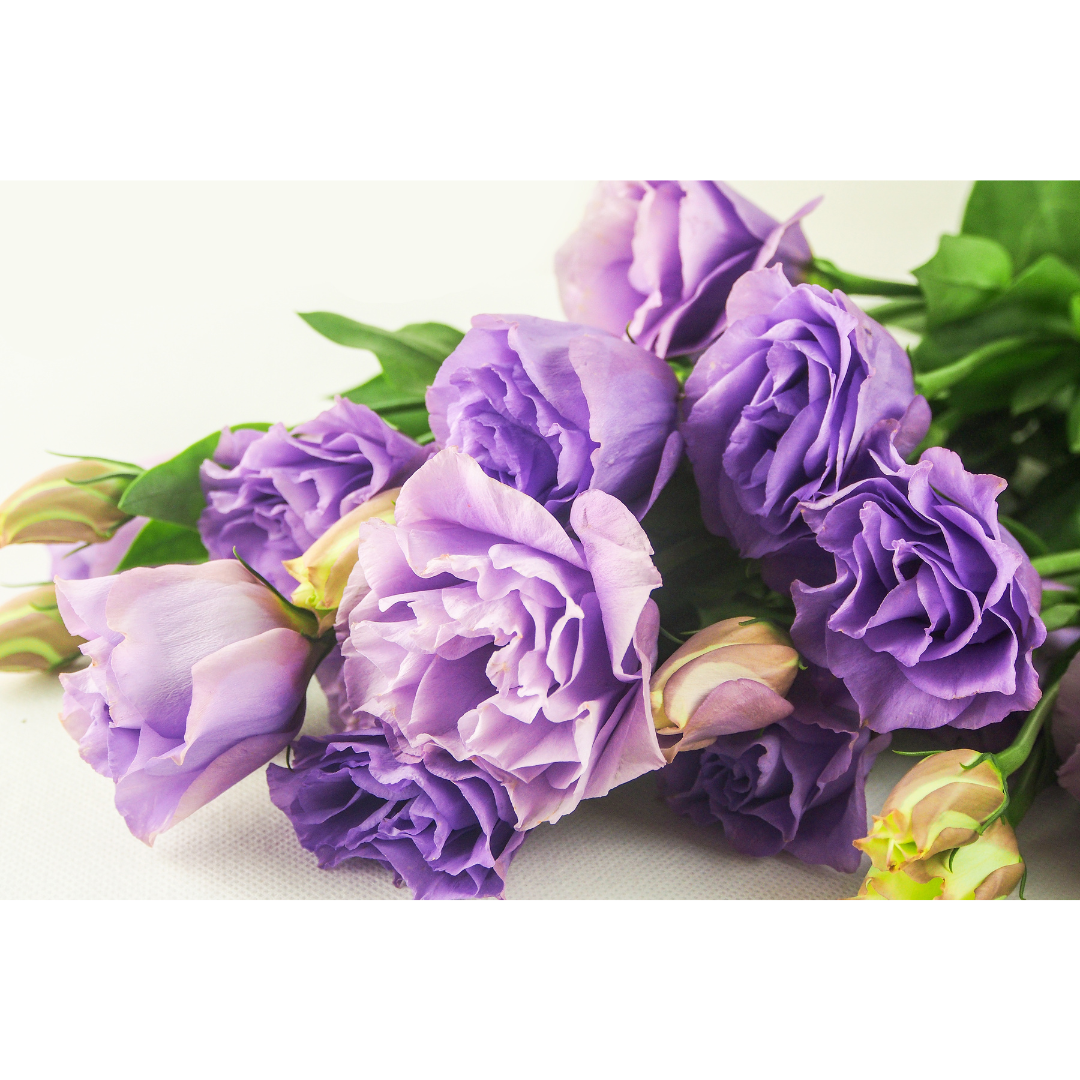 Lisianthus