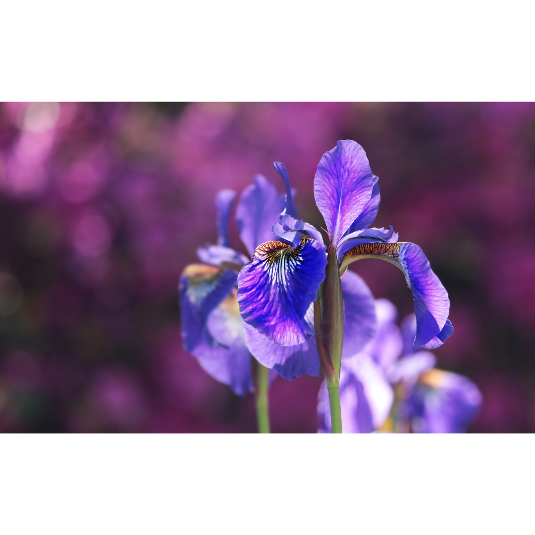 Iris