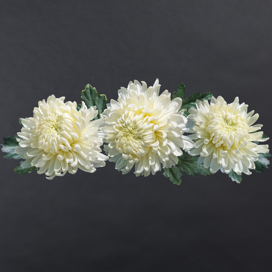 Chrysanthemum Disbuds