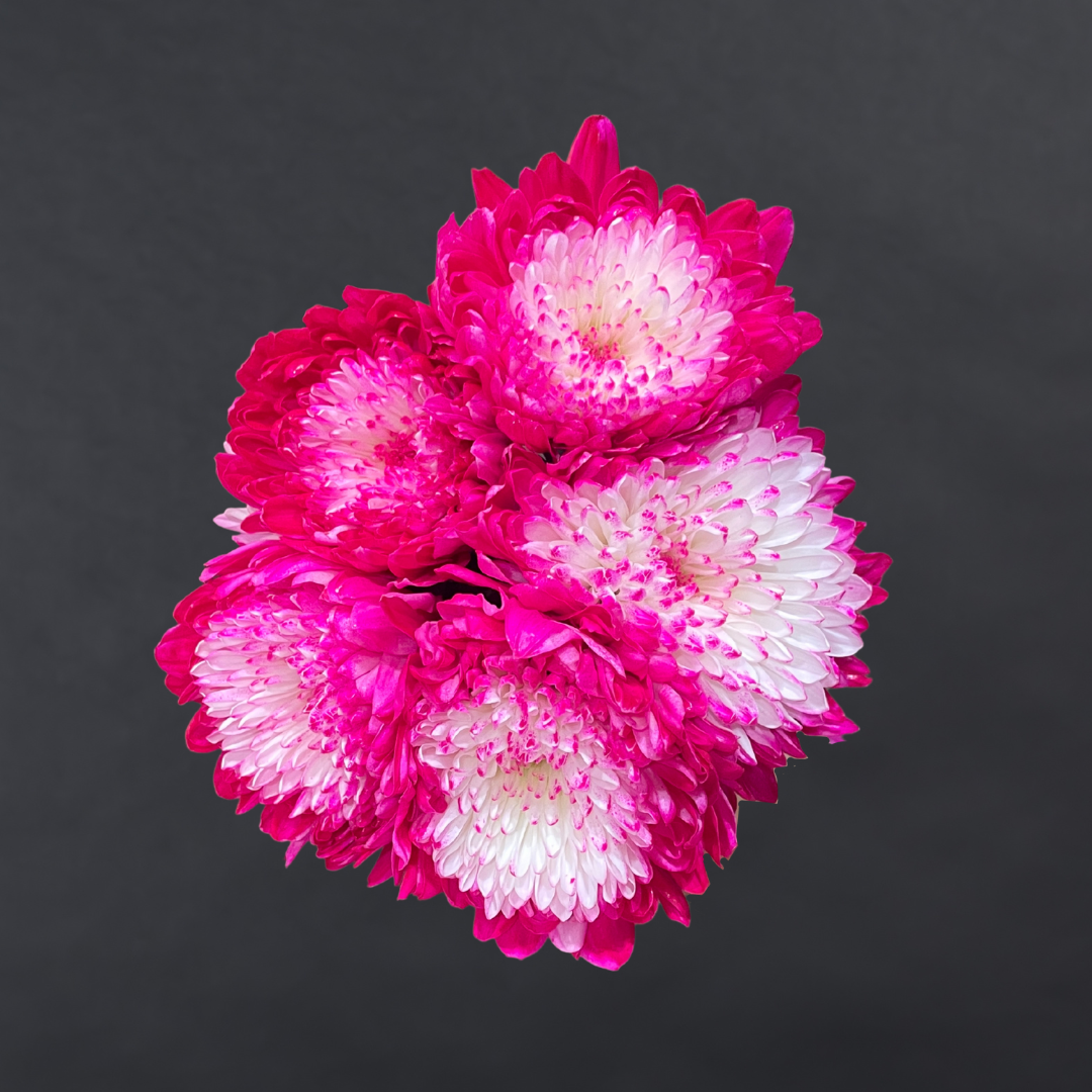 Chrysanthemum Disbuds Dyed