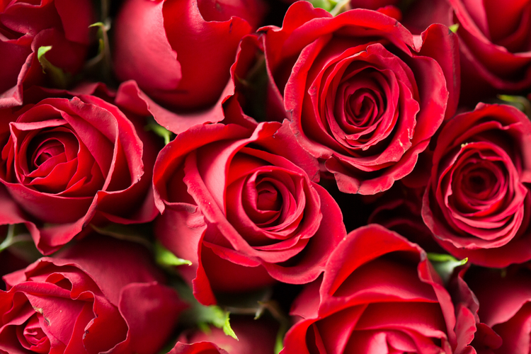 Free Delivery Fresh Flower at Brisbane Metro & Redland C&C Flower Shed