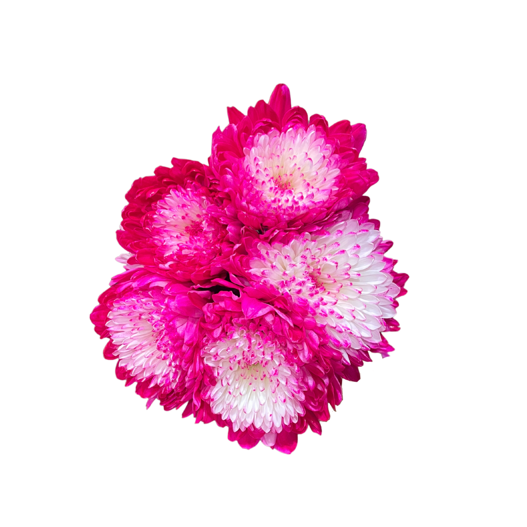 Chrysanthemum Disbuds Dyed