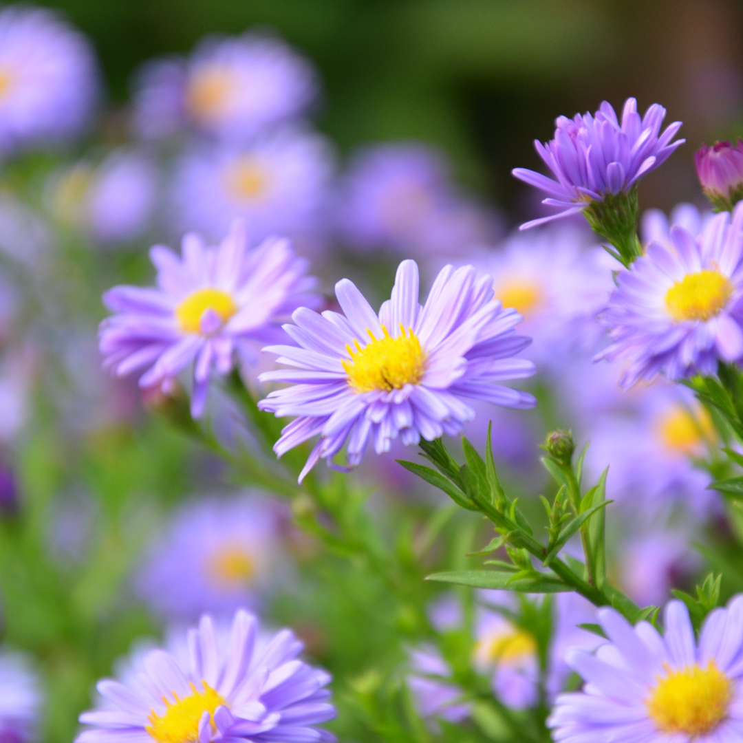 Easter Daisy