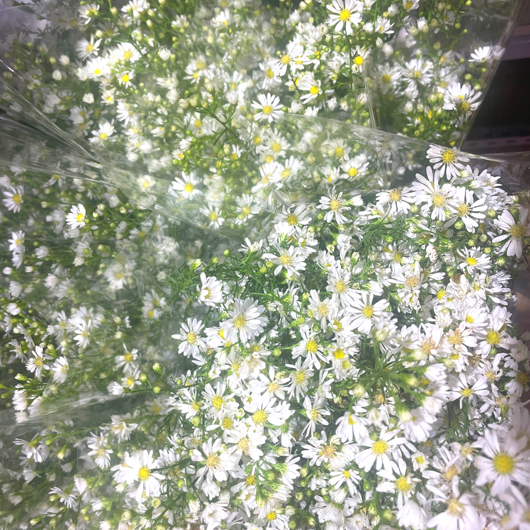 Easter Daisy