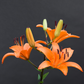 Asiatic lily