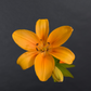 Asiatic lily