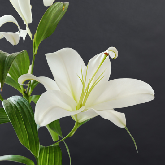 Oriental Lilies (Fragrance)