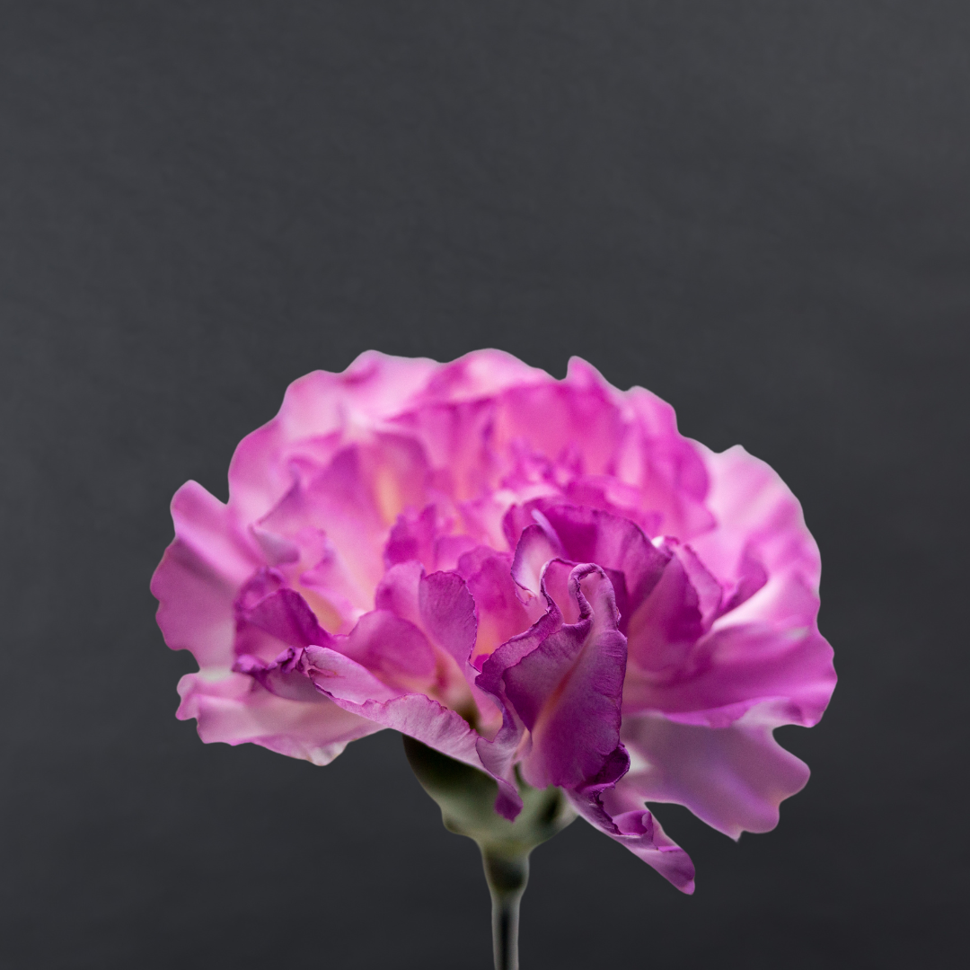 Purple Carnation