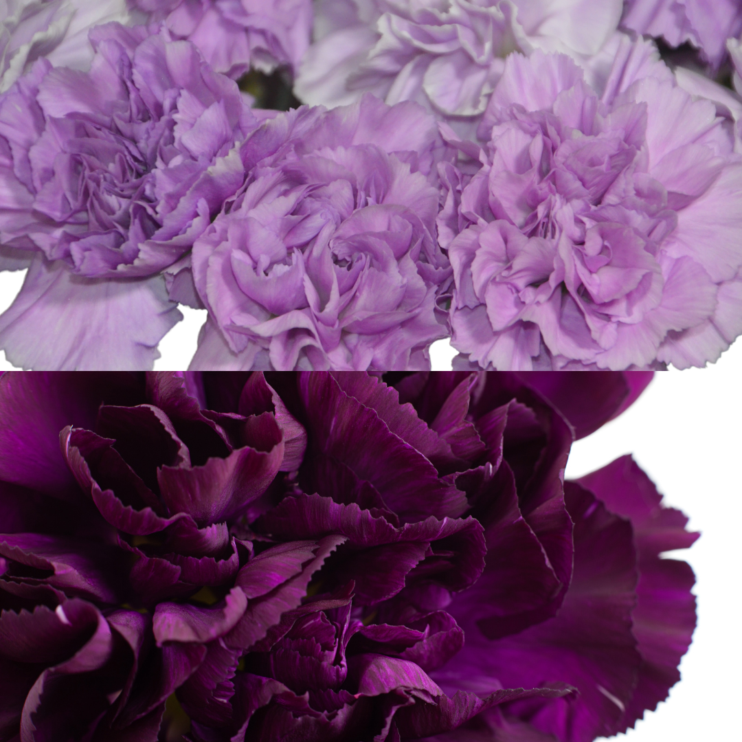 Purple Carnation