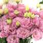 Lisianthus