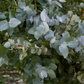 Eucalyptus