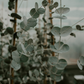 Eucalyptus
