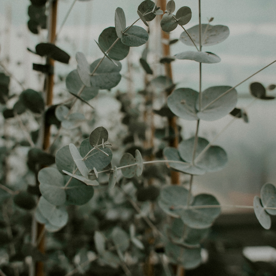 Eucalyptus