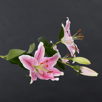 fragrance of lily flower Oriental Lilies (Fragrance) – Flower Shed