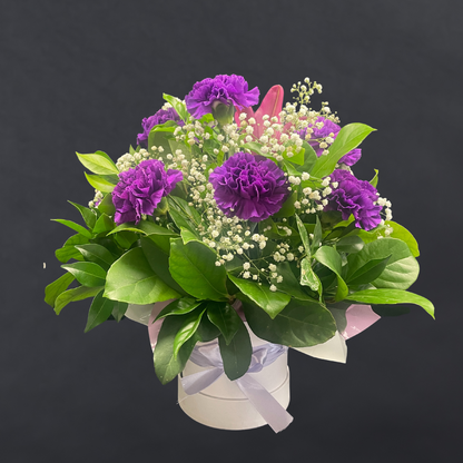 Purple Carnation Collection