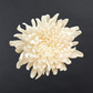 Chrysanthemum Disbuds