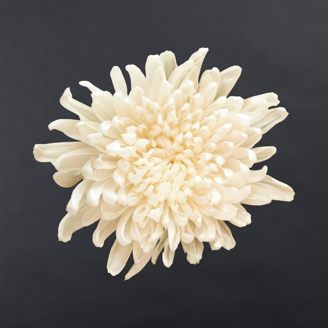Chrysanthemum Disbuds
